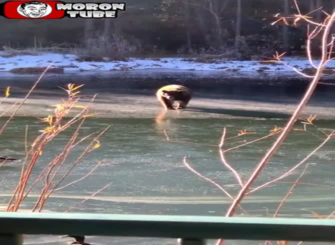 Video :A bear's weight causes ice to crack (United States)